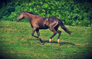 galloping